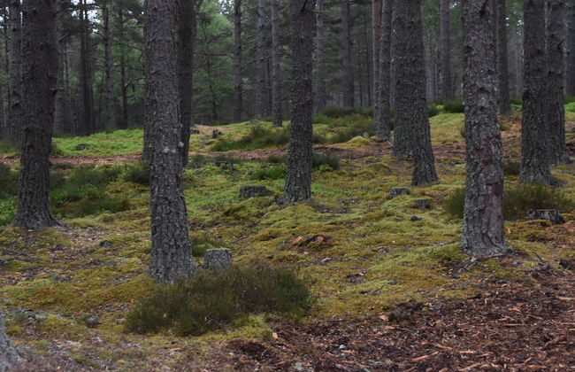 Cairngorm Bothies - Photo 29