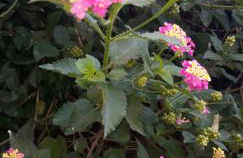 BAKIRAS HOUSE - Photo 28