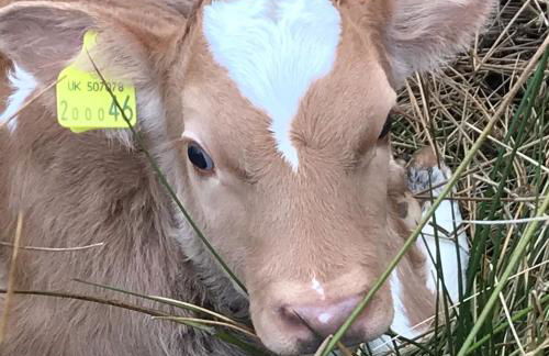 Ben Klibreck, Ben Hope, Ben Hee - Foto 3