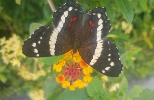 Anona Guesthouse - Foto 36