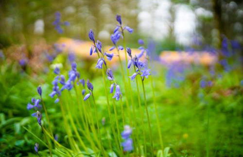 Heatheryhaugh Lodges - Foto 60