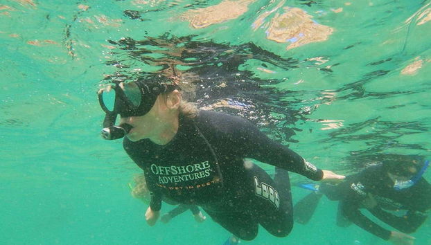 Nado con leones marinos