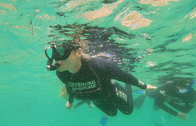 Nado con leones marinos en Plettenberg Bay - Foto 5