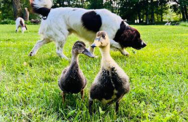 Park Wilkasy - Foto 52