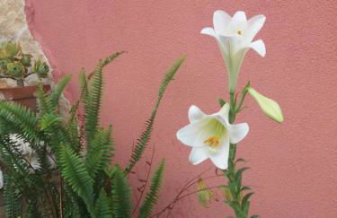 Le stelle di casa Leonardo - Foto 21