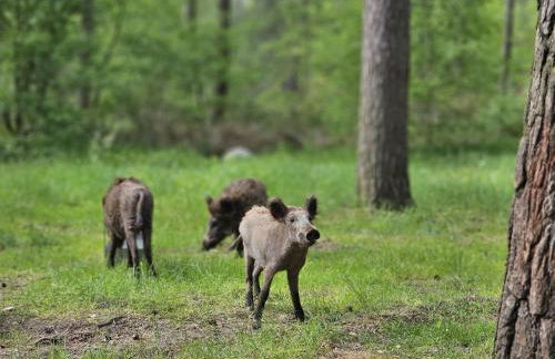 Wildpark Johannismühle - Foto 8