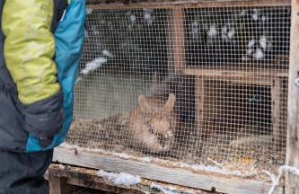 Stadl Chalet oberhalb Brixen - Photo 54