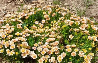 Cosmitsa House - Foto 16