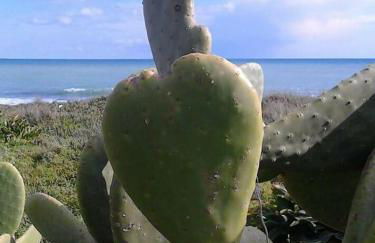 Casa Panarea - Villetta indipendente sul mare - Foto 52