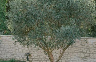 Le Mas des Cigales, Alpilles - Photo 38