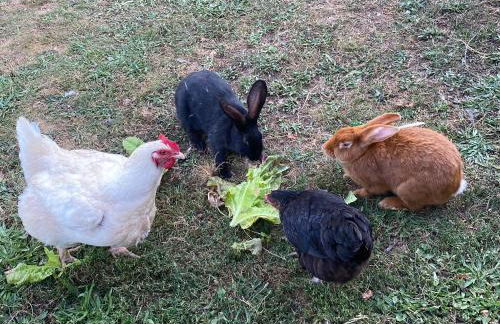 Les Perruchons ancienne grange rénovée avec soin - Foto 49