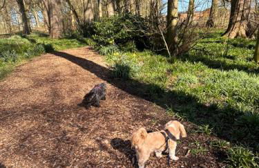 Max's Woodland Lodge - Foto 37