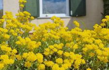 Zielone Okiennice Łagów - Foto 37