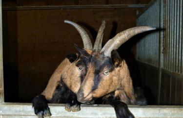 Druckerhof - Foto 15