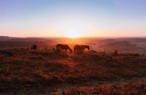 Rockford Cottage 3 Bed Modern New Forest House with Garden - Foto 46