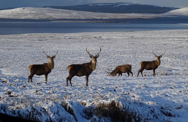 Garvault House - Photo 19