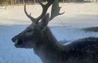 Dom na polanie - Photo 37