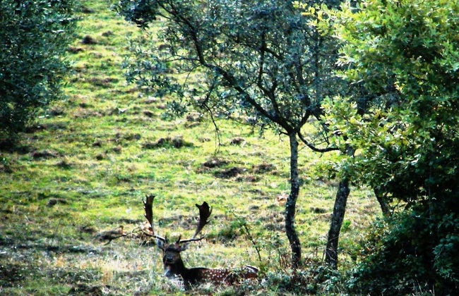 Poggio Corsucci - Foto 60