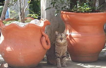 Andorinhas "Mini casa de hóspede" - Foto 36