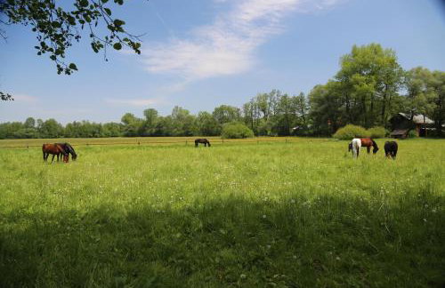 Gospodarstwo Agroturystyczne Stary Młyn Wilczkowice - Foto 35