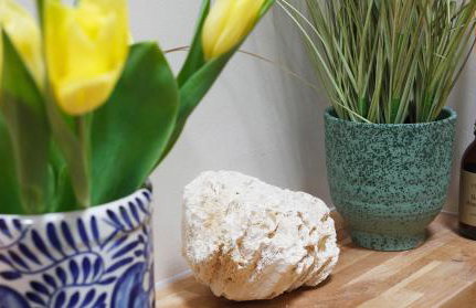 Bright & Beautiful Open Plan Coach House Painswick - Foto 34