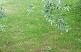 Villa Santo Antonio - Foto 31