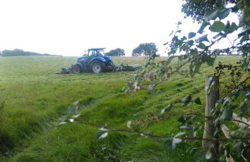 Ffyllon Fawr - Foto 23