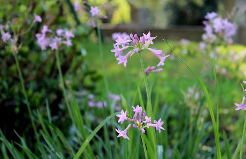 CHOÉ house - Foto 35