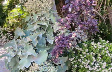 Tijarafe 1 - Foto 39