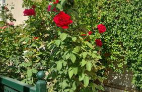 Evi's & George's Home - Foto 34