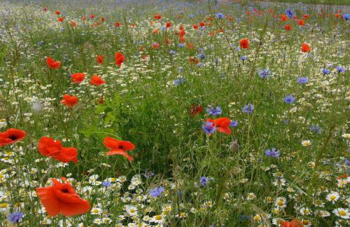 Ferienhäuser Bellana - Foto 18