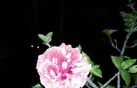 Teresopolis Duplex Green Valley - Photo 46