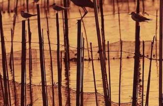 Ruzafa experience Oceanografic ciencias - Photo 63