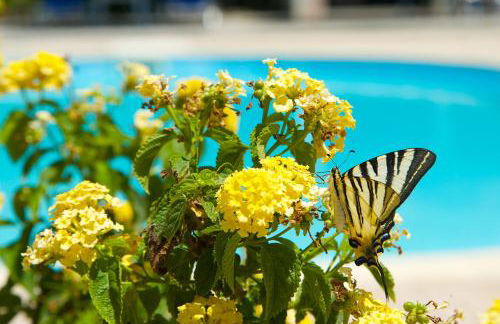 Nikos Studios and Apartments - Photo 25