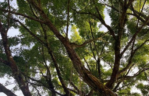 Majestic Banya tree cabin - Foto 38