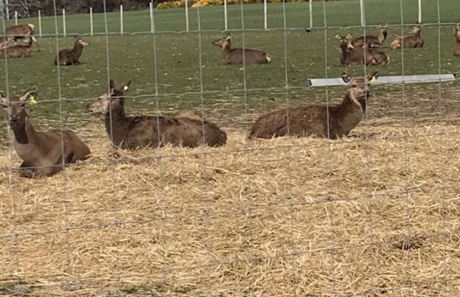 Lovely 1-bed House in Fochabers, Scotland - Photo 13