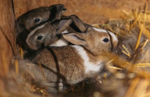 Villa Lolù - Photo 69