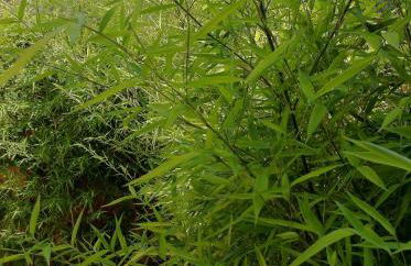 Le Mas du Fort - Foto 36