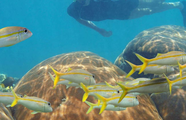 Snorkelling in Mahahual - Foto 1