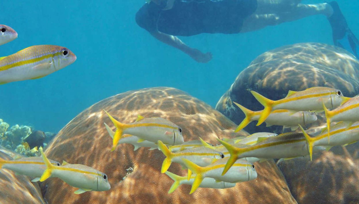 Snorkeling a Mahahual