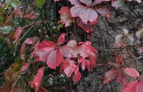 Poggio Roseto - Foto 30