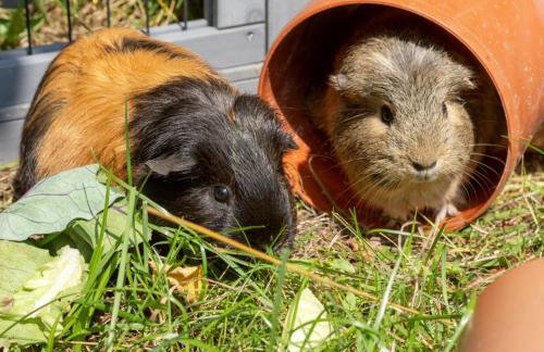 Landhaus Brunner Beim Veit - Foto 26