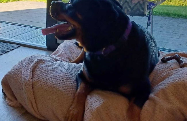 Ocean View Pods - Foto 4