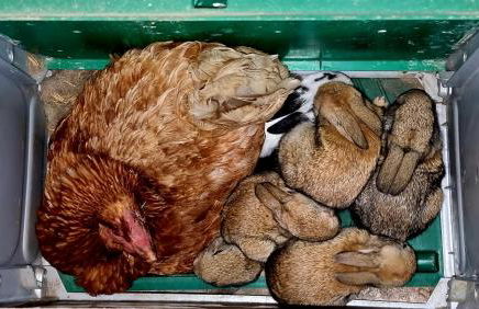 Casa "LA OCA" - Planta Baja Independiente en Vivienda Independiente - Foto 23