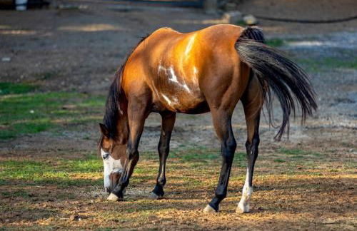 Agriturismo Cascina Trevo - Foto 44