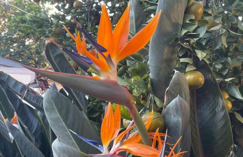 Granada Hills Private Unique Pool Luxury 4BR Family Retreat - Patio, Outdoor Dining, BBQ Grill, & Free Parking - Foto 49