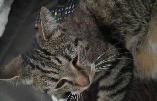 Lake Constance Garden Comfortable holiday residence - Photo 17