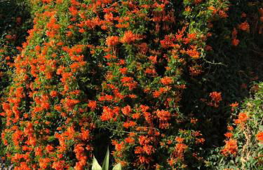 Los Corralitos - Foto 52