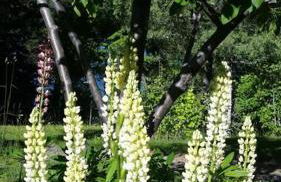 Cottage at Foys Lake Montana - Foto 25