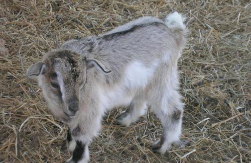 Il Vignale - Foto 19